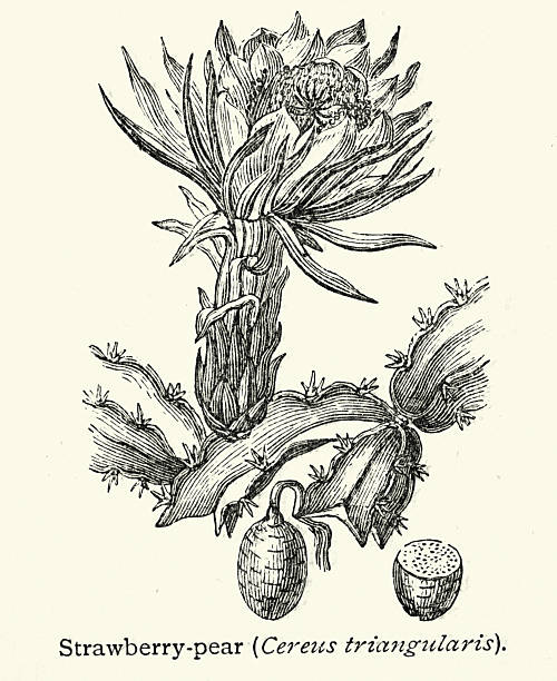 Botany, Cereus triangularis, strawberry pear, large, columnar cacti, Victorian, Vintage illustration, 19th Century