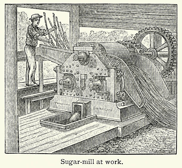 Worker putting sugar cane into a mill, Victorian, Vintage illustration, 19th Century