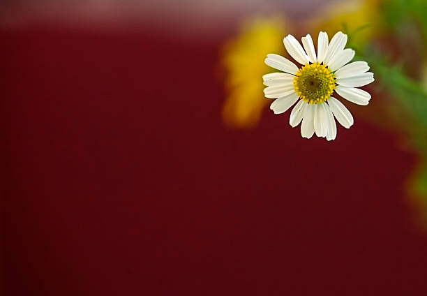 Yellow daisies, harbingers of spring.