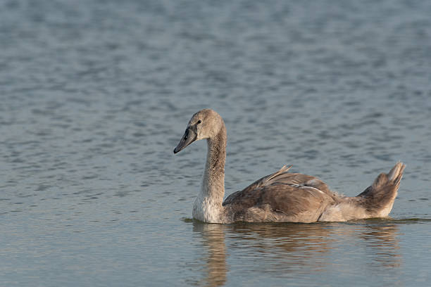 Juvenile mute swan (Cygnus olor) swimming on calm water in natural light.