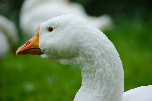 White domestic goose with an orange beak standing on lush green grass, portraying farm life and animal welfare