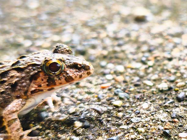 frogs survive in the fresh water lagoons of eastern Texas