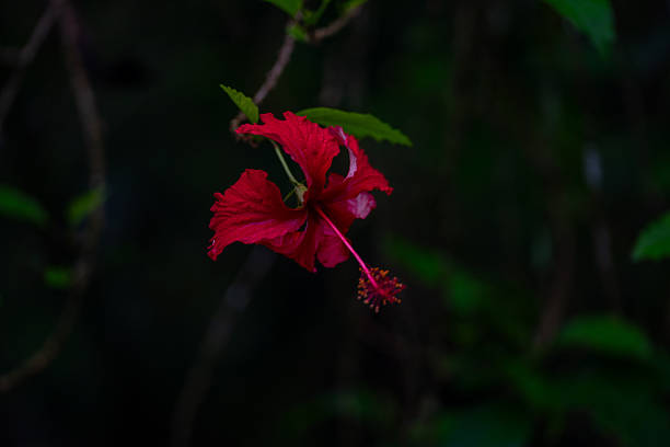 Red Hibiscus flower in Costa Rica