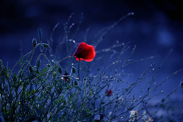 Lonely flower in the mountains in Armenia. That summer i was dreaming to see a poppy field. But unluckily it was too late and there was only this one lonely poppy left. Anyway I was happy indeed to see at least that one!