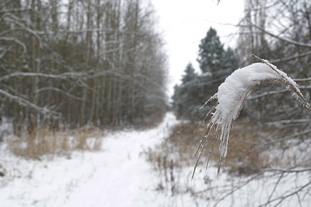 A snowy path leads into a forest. The trees are bare and covered in snow. The sky is overcast. The scene evokes winter