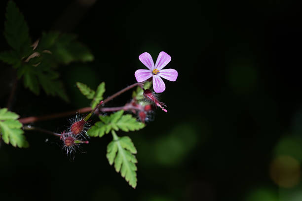 Close up of Herb Robert (Geranium robertianum) with pink flower and unopened buds against a dark background.
