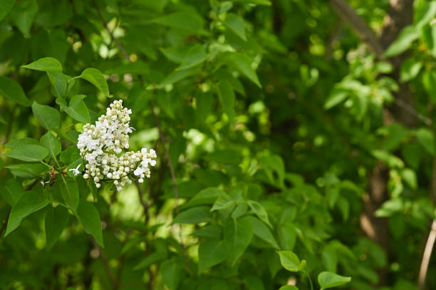 Lilac blooming on green bush in spring garden. Lilac cluster with small white blossoms surrounded by fresh leaves, natural floral detail, outdoor nature background, seasonal growth concept closeup