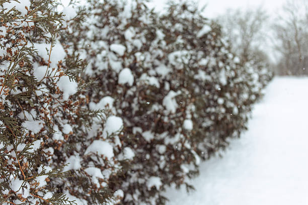 A detailed close-up shot of a hedge covered in fresh, fluffy white snow. The image captures the natural texture of evergreen needles peeking through the snow layers during a winter storm