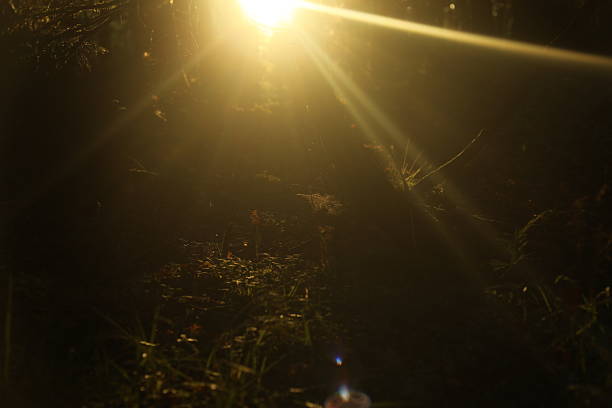 Ray of light. Sunlight through the plants. A warm day. Atmospheric photo of the sun.