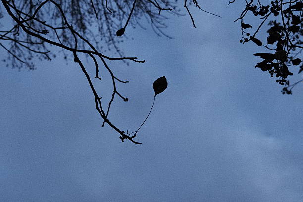 Bare tree branches with a solitary leaf hang against a dark blue twilight sky, capturing the quiet mood of evening.