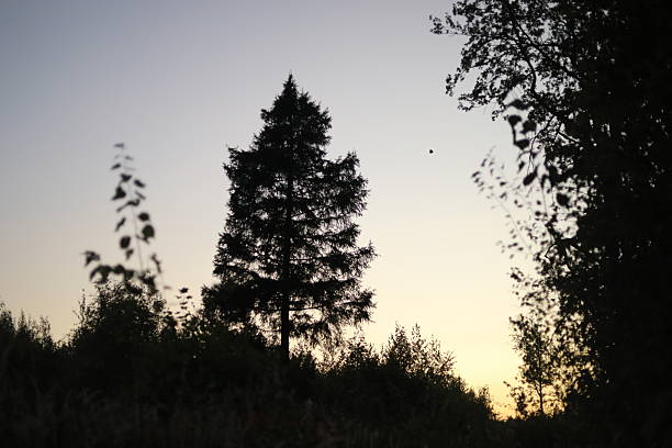 Sunset sky. Evening in the forest. Evening landscape. Silhouettes of trees.
