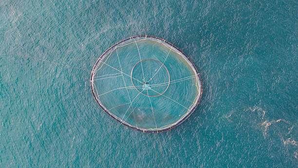 Fish farm net cage aquaculture floating in the blue ocean