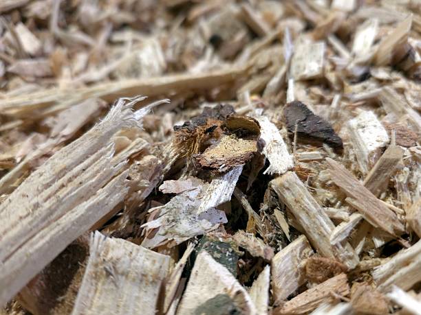 Wood chips are seen scattered on the ground in a woodland area. This material comes from tree processing activities in the forest during daylight.