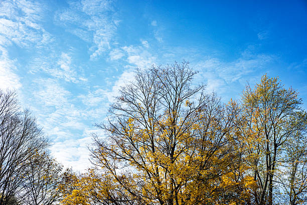 Autumns glory: gold leaves of a cottonwood tree and brilliant blue sky. Copy space in the sky. Shot in NM.