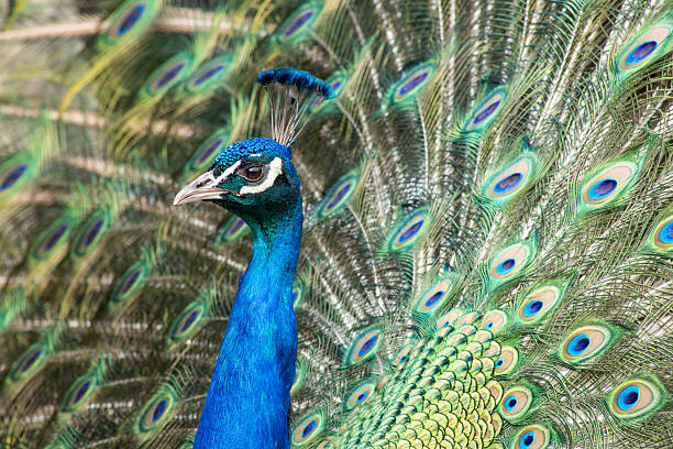 Close Up View of a peacock