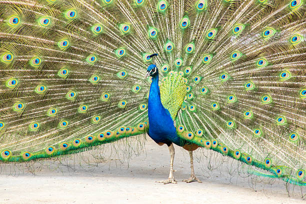 Beautiful of indian peacock bird with colorful feather background