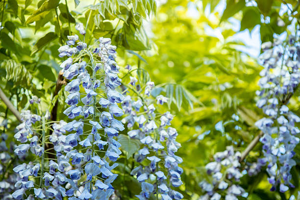 Close up of blue flowers