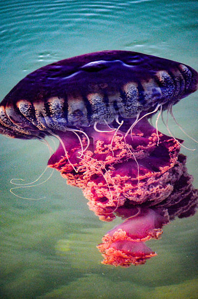 istock Red Sea Nettle Jellyfish 4436 2262864144