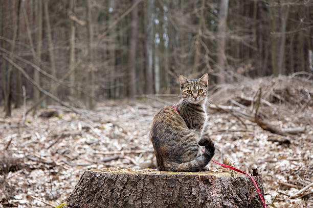 Young kitten, cat is sitting in a forest and playing