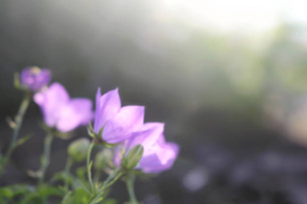 A bokeh blurred background of purple Balloon Flowers on a spring day.