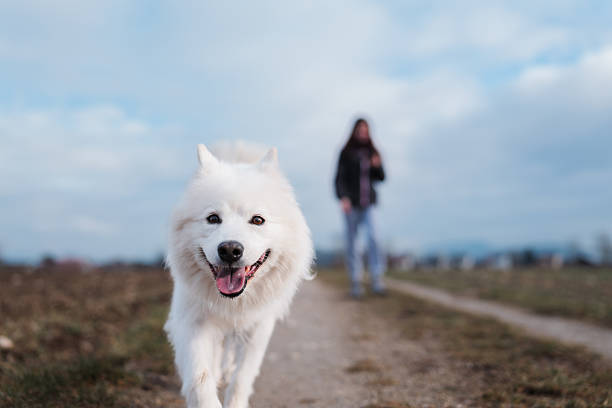 Smiling Dog on a walk in a field, owner in the background