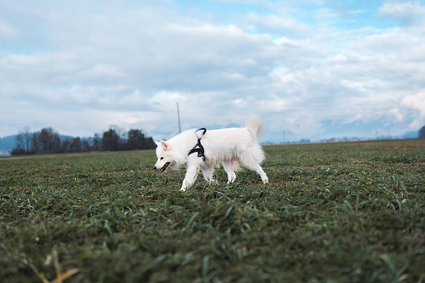 Samoyed dog walking across a grass field