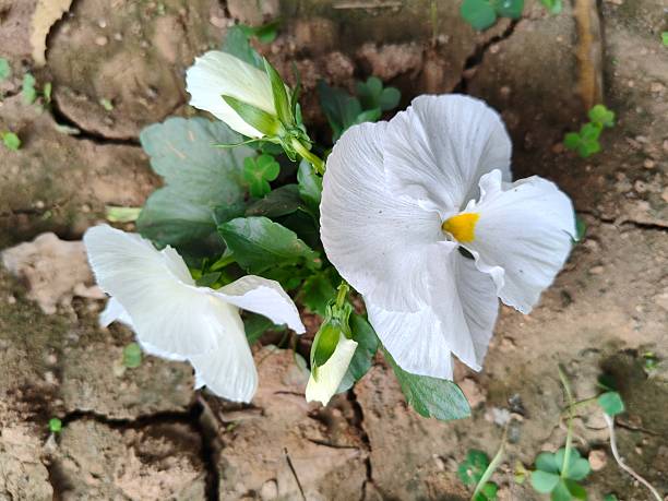 Close-up of a white cosmos in a field of wildflowers