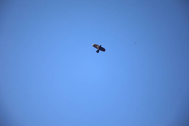 California Condor bird flying in blue sky