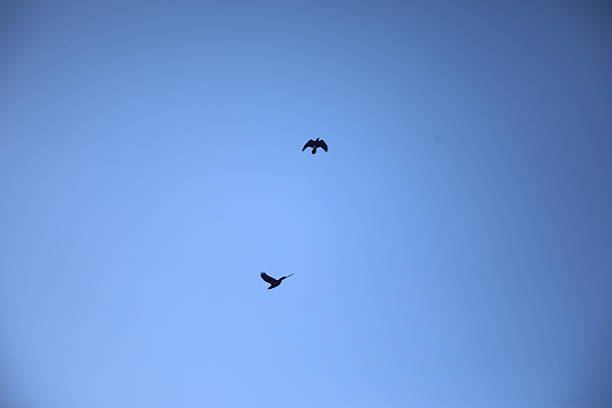 Bird in the sky
