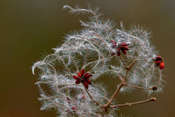 Traveler's Joy (clematis vitalba plant) in winter