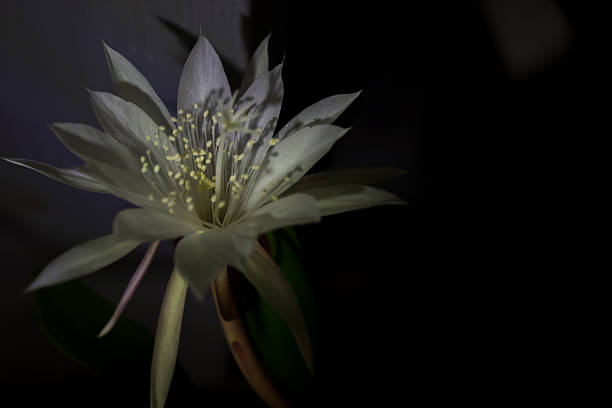 Disocactus anguliger (syn. Epiphyllum anguliger), commonly known as the fishbone cactus or zig zag cactus, is a cactus species native to Mexico. The species is commonly grown as an ornamental for its fragrant flowers in the fall. one of the unique flowers that blooms at night