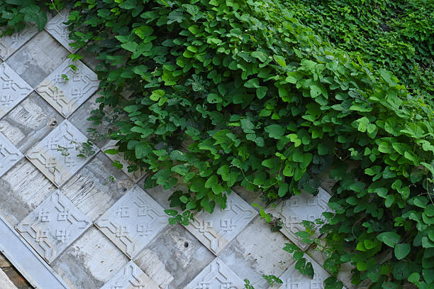 Dense green creeper covering a wall