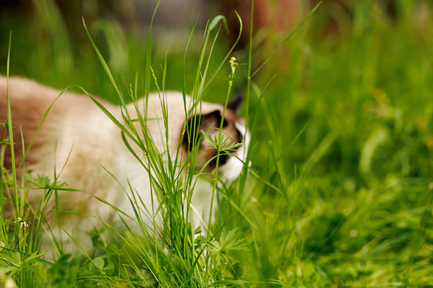 Beautiful ragdoll cat walking through tall green grass during sunny spring day in nature