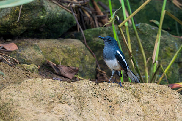 The Oriental magpie-robin, Copsychus saularis, is a small passerine bird that was formerly classed as a member of the thrush family Turdidae, but now considered an Old World flycatcher. The males are distinctive black and white birds with a long tail that is held upright as they forage on the ground or perch conspicuously.
