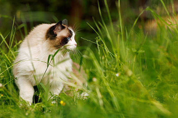Beautiful ragdoll cat with big blue eyes sitting in green grass during sunny spring day