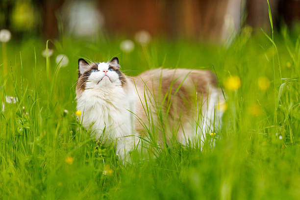 Beautiful ragdoll cat walking through tall green grass during sunny spring day in nature