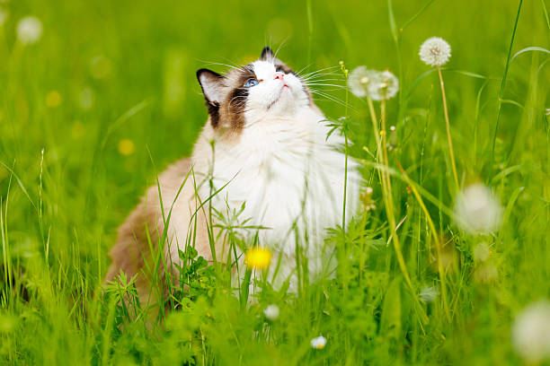 Beautiful ragdoll cat with big blue eyes sitting in green grass during sunny spring day