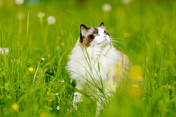 Beautiful ragdoll cat with big blue eyes sitting in green grass during sunny spring day