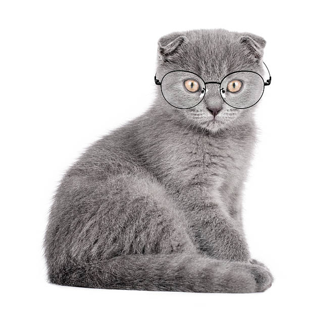 Glasses Scottish Fold Cat Stock Photo - Download Image Now