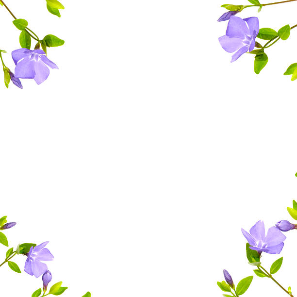 Purple Periwinkle Flowers and Leaves Border