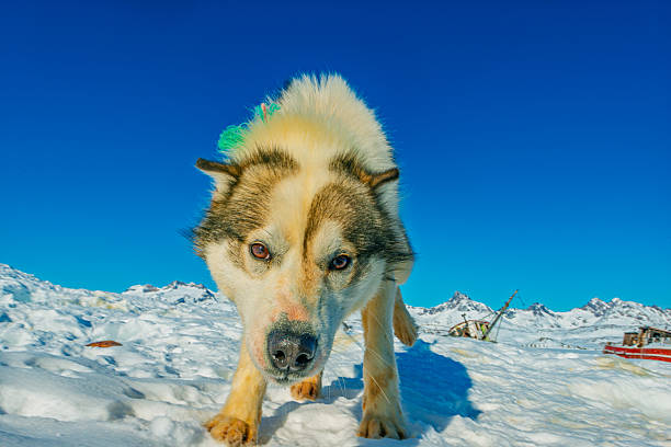This image captures a husky walking on the snow in a breathtaking mountainous landscape under a clear blue sky. The husky's fur is thick and white, with a hint of brown, and its eyes seem to be focused on something in the distance. The snow-covered mountains stretch out as far as the eye can see, with a few trees and hills scattered throughout. The overall atmosphere of the image is one of serenity and peacefulness.