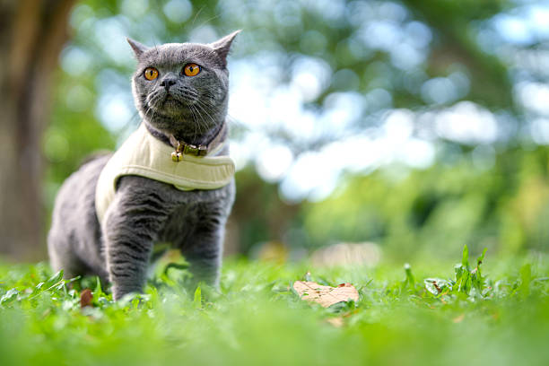 Low-angle portrait of a grey British Shorthair cat standing on green grass in a public park. The cat wears a collar and harness, enjoying outdoor exploration in natural daylight. Shallow depth of field creates soft bokeh background, highlighting the pet’s bright eyes and calm expression.