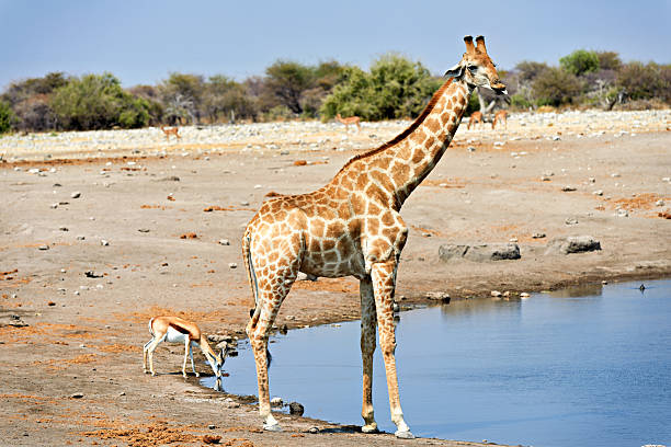 A giraffe stands nearby a waterhole in Etosha National Park, Namibia, bending down to drink water. The sun shines on the dry landscape.