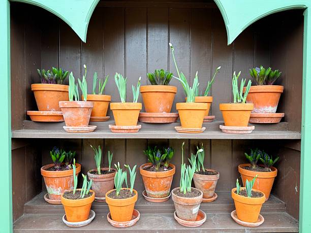 Plants in pots beginning to flower in early springtime