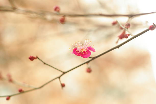 Beauty, Beauty In Nature, Blossom, Branch - Plant Part, Spring,