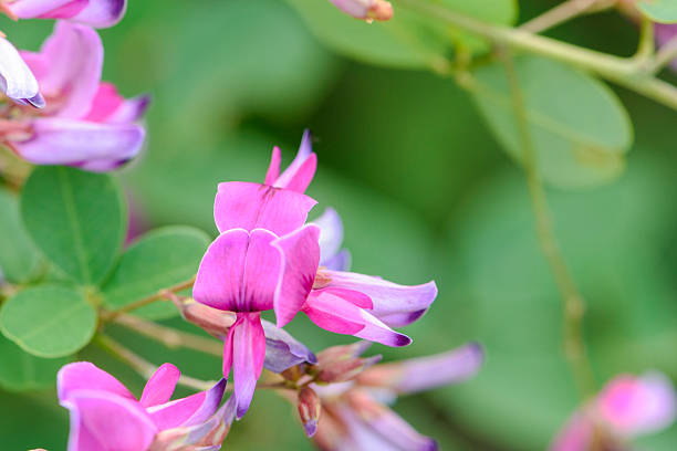 Autumn at the Sendai Wildflower Garden