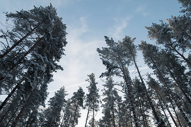 frost in a winter forest with coniferous trees covered with white snow