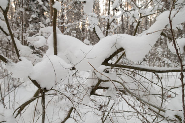 frost in a winter forest with coniferous trees covered with white snow