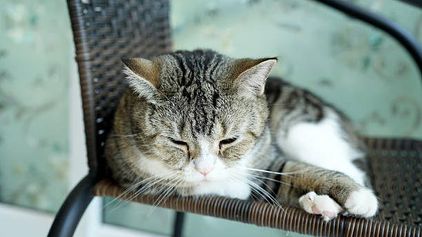 Relaxed tabby cat rests wicker chair, showcasing its soft fur and calm demeanor. background features subtle floral pattern, enhancing serene