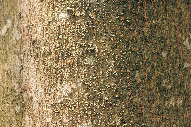 Detailed close up of rough tree bark surface featuring natural patterns, moss, and lichen. High quality natural texture ideal for organic backgrounds, environmental concepts, 3D mapping, or rustic design elements.